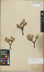 Foto von Salix glandulifera Flod.